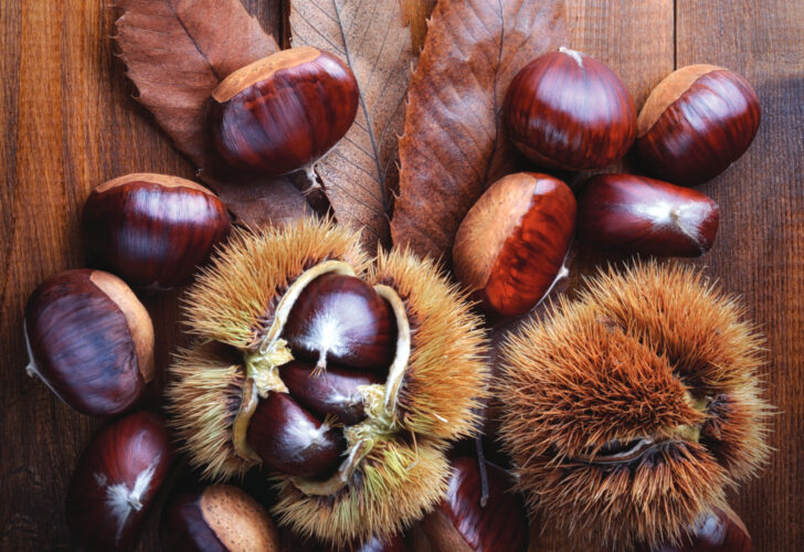 How to Grow a Chestnut Tree